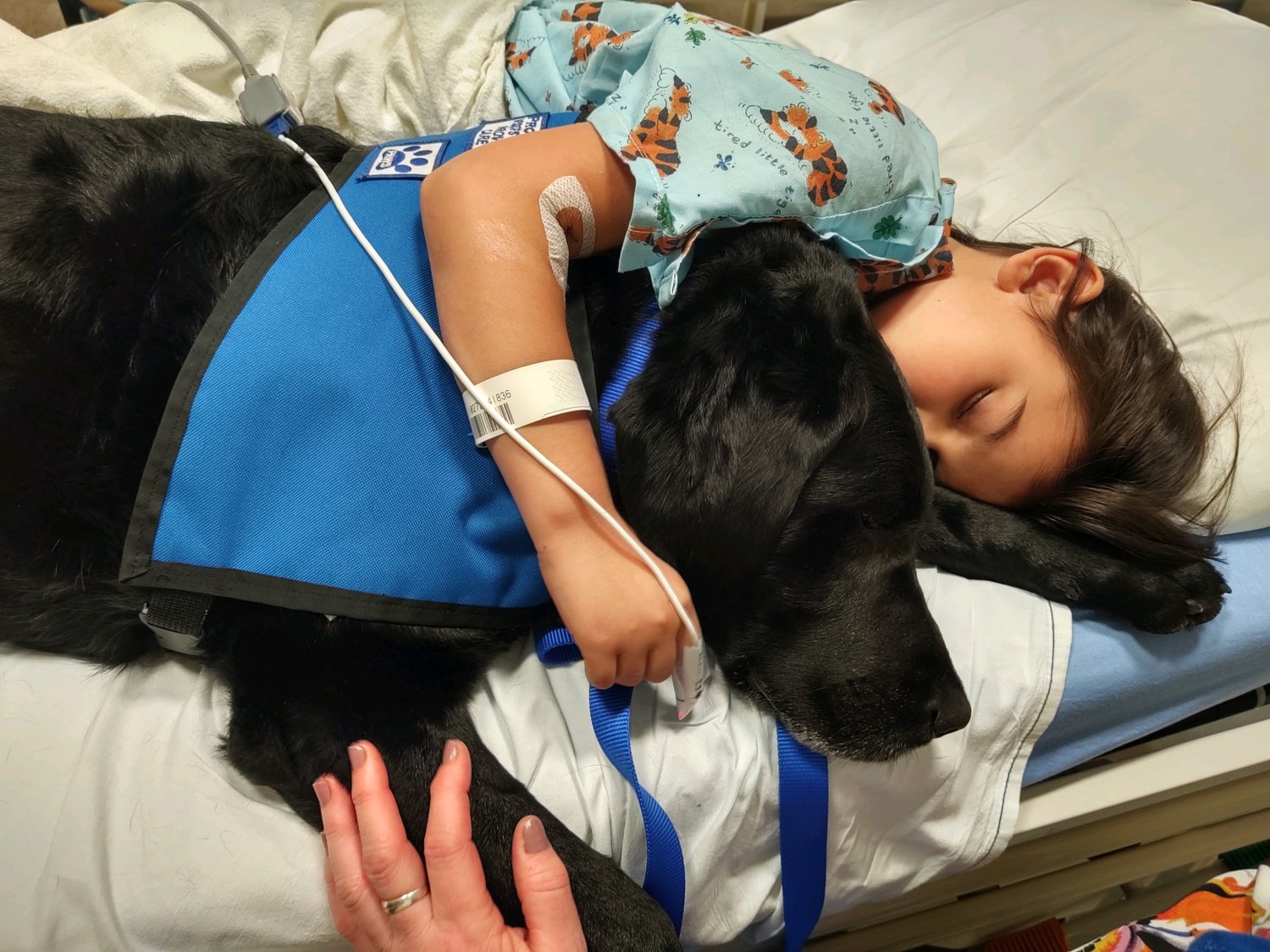 Oak is cuddled by a young patient at Providence Centralia Hospital. The dog also worked at the Lewis County Law and Justice Center in Chehalis.